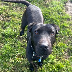 Luna/Shar Pei/Female/5 Years 7 Months,Hi I'm Luna, a sweet and gentle girl who is looking for my furever home. I hope that is with you! I am a bit shy at first, however warm up quickly to those who show me love and patience. Once given the time to break out of my shell I am sure to win your heart with my butt tuck zoomies and cheekiness. I LOVE tasty treats, especially if it is roast chicken. I would thrive in a home where someone was home most of the time to provide the love and companionship I crave. It would be great if I had indoor and outdoor access. Time soaking up some love, in a cozy bed inside and room to sniff up a storm, in a fully fenced, yarded area. I would be best suited to a quiet home, with older children where I can feel safe and secure. When it comes to furry friends, I can be a bit of a recluse and prefer the company of people over other animals. It would be best if I was the only animal in the household to be doted on. Requirements -Must meet all family  –  Children over 12 years -Must be only pet  –  Solid fencing -Peaceful/Quiet home If you are willing to take a slow approach and give me the time I need to trust and build bonds, I will reward you with endless love and loyalty. I can't wait to meet you at the Hunter Shelter! Love and kisses, Luna