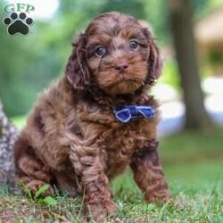 Ezra/Cockapoo									Puppy/Male	/7 Weeks,Meet Ezra, the most adorable little Cockapoo you will ever meet! This stunning little baby has the most luscious hair coat and the most darling features of a Cockapoo. He is ready to take on the world with his forever family by his side. His knack for bringing smiles to the faces of everyone he meets has ensured that he has received endless love and attention since birth. This has allowed him to become highly socialized and very adaptable. When he joins you and your family, he will have no trouble adjusting to you and your lifestyle.