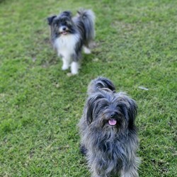 Ruby/Shih Tzu / Maltese/Female/1 Year 1 Month,Hello there, my name is Ruby! I'm a sweet and gentle lady looking for my new home along with my sister Maisy! We'd suit a quieter home who are happy to keep me and my sister together, where we can be included as part of the family, coming both inside and outdoors Any children in the home will need to be over 6 years of age, calm and confident around dogs. I would benefit from having a safe space all of my own, like a crate or a quiet room with a soft bed, where I can go to relax and unwind when things get a bit much for me. I have not had the best start in life but am slowly learning to enjoy all the best things, like pats and cuddles. If you go slow, it will help me to come out of my shell! We would benefit from daily enrichment and interactive feeders to help keep my mind and body active. We'd be best as the only dogs in the home and would like all the love, pats and attention for my sister and myself.  My gorgeous coat will require regular grooming to help keep me looking and feeling my best! If we sound like the perfect pair for you, please come in to meet us. -Level 2 ART Adoption -Bonded Pair with Maisy -Dog conf. kids over 6 years (low touch)  -Best as only dogs in home -Requires regular grooming