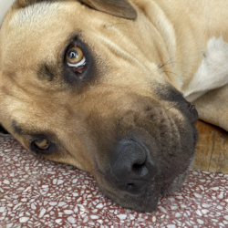 Hermit/Mastiff/Male/3 Years 5 Months,Hi there! Are you looking for a loyal companion who loves nothing more than hanging around the home and spending quality time with you? Look no further! Under my big boofy exterior is a gentle teddy bear, ready to fill your home with love and warmth. I thrive on human companionship and would be the ideal dog for those who enjoy lounging around the house with their furry friend. I'm looking for a forever home where I can be the only furry friend, as I'm not very fond of other dogs. It's essential that my new home provides me with a safe indoor space to help me feel secure and content in my home. I would also prefer a quieter home environment with no young children as I am a sensitive soul who can get overwhelmed when there is a lot going on. I don't even really need to go for walks that much, I'm way happier just hanging at home with my people! Despite my preference for a quieter lifestyle, I really am a big softie who just wants to relax at home with my human companions, pottering around the house or chewing on a pigs ear. If you think you could be my new forever family, please fill out the   or contact the shelter directly on 0477 064 192 or email us at barc@rspcansw.org.au   I am so eager to meet you and see if we could be the perfect match! Restrictions: