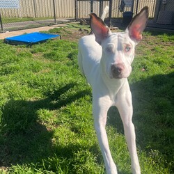 Freya/Great Dane / Mastiff/Female/1 Year,Hi there my name is Freya and I am a beautiful young Dane cross that is now looking for her very home forever family. It would be ideal if my new family has experience with my breed so they can support my needs throughout my life. I am a boisterous fun loving girl who would benefit from ongoing positive reinforcement training in my new home. I think I could have some fun with children however they will need to be over 6 and confident around larger dogs as I am likely to knock them over from excitement. I have meet some dogs throughout my time in care and I LOVE to play with them, I will need to meet all dogs in the home prior to going home and they will need to be playful and tolerant of me as I am still a teenager and learning the ways of the world. I will also need a home that has no smaller animals in them, I think they are soft toys and don't understand my size so I would hate to hurt them by accident. Requirements: If you think I could be the gorgeous girl for you please head into the shelter today to say hi. Love Freya