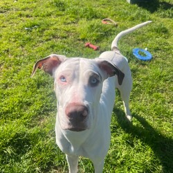 Freya/Great Dane / Mastiff/Female/1 Year,Hi there my name is Freya and I am a beautiful young Dane cross that is now looking for her very home forever family. It would be ideal if my new family has experience with my breed so they can support my needs throughout my life. I am a boisterous fun loving girl who would benefit from ongoing positive reinforcement training in my new home. I think I could have some fun with children however they will need to be over 6 and confident around larger dogs as I am likely to knock them over from excitement. I have meet some dogs throughout my time in care and I LOVE to play with them, I will need to meet all dogs in the home prior to going home and they will need to be playful and tolerant of me as I am still a teenager and learning the ways of the world. I will also need a home that has no smaller animals in them, I think they are soft toys and don't understand my size so I would hate to hurt them by accident. Requirements: If you think I could be the gorgeous girl for you please head into the shelter today to say hi. Love Freya