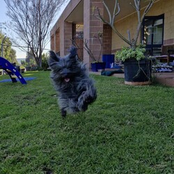 Ruby/Shih Tzu / Maltese/Female/1 Year 1 Month,Hello there, my name is Ruby! I'm a sweet and gentle lady looking for my new home along with my sister Maisy! We'd suit a quieter home who are happy to keep me and my sister together, where we can be included as part of the family, coming both inside and outdoors Any children in the home will need to be over 6 years of age, calm and confident around dogs. I would benefit from having a safe space all of my own, like a crate or a quiet room with a soft bed, where I can go to relax and unwind when things get a bit much for me. I have not had the best start in life but am slowly learning to enjoy all the best things, like pats and cuddles. If you go slow, it will help me to come out of my shell! We would benefit from daily enrichment and interactive feeders to help keep my mind and body active. We'd be best as the only dogs in the home and would like all the love, pats and attention for my sister and myself.  My gorgeous coat will require regular grooming to help keep me looking and feeling my best! If we sound like the perfect pair for you, please come in to meet us. -Level 2 ART Adoption -Bonded Pair with Maisy -Dog conf. kids over 6 years (low touch)  -Best as only dogs in home -Requires regular grooming