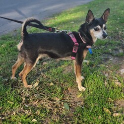 Toby/Chihuahua (Smooth Coat)/Male/14 Years 7 Months,*I am currently living in a loving foster home until my furever family comes along! Please call the shelter if you are interested in meeting me! Hi, I'm Toby a distinguished senior pup with a heart of gold, who is looking for a loving home where I can retire. I hope that is with you! I am a laid-back and gentle soul who enjoys the simple pleasures in life. With a nose that never tires of sniffing out new scents and a heart that beats for delicious food. My favourite past times include, short sniffari walks around the neighbourhood and some tasty snacks. I would be best suited for a home with older children who can appreciate my calm demeanour. I thrive on having both indoor and outdoor access, enjoying leisurely strolls in the garden and lounging in my favourite cozy spot close to my family. I am seeking a peaceful home where I can relax, take life at my own pace and soak up all the love that comes my way. As an only dog, I thrive on one-on-one attention and would love nothing more than to be a lap dog and cuddle up with my favourite humans. Requirements: -Must meet all family – Children over 15 years – Owner home more often -Must be only dog – Indoor/Outdoor access – Peaceful/Quiet home Despite my age I still have a spring in my step and a twinkle in my eye, ready to bring joy and companionship to my forever family. If you think you could give me a beautiful life, surrounded by love in my golden years, head to the Hunter Shelter and the staff can help us meet. I can't wait to see you! Love and tail wags, Toby