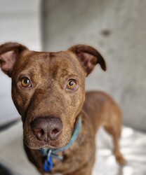 Frankie/Staffordshire Bull Terrier / Dachshund Standard (Smooth)/Male/4 Years 5 Months,Hi friends, my name is Frankie! I'm a handsome little gentleman looking for my forever home, could that be with you? I have had a rough start to life but with the help of my shelter friends, I am now ready to join my new family! I am a very affectionate young man, who loves nothing more than spending quality time with my humans, whether it's basking in the sunshine or curled up on the lounge watching your favourite tv show! I'd suit a quieter home, preferably with no young children, and no other animals, as I can sometimes get overwhelmed with too much noise and activity around me. I would also love it if my humans were home more often than not, as I'm quite a clingy man and love their constant attention and cuddles. I know sometimes you have to go out, if you can leave me with some fun toys, yummy treats, and a snuggly bed, I should be safe and happy until you get home. I would benefit from daily enrichment and interactive feeders to help keep my mind and body active. If you think that your home would be a good fit, please fill out an application online at  or call 0477 064 192 and the team at BARC will be in touch to arrange a meet and greet. Love, Frankie x Requirements: