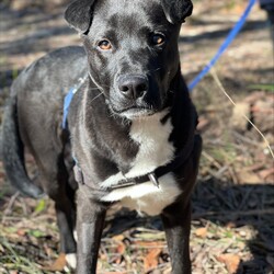 Adopt a dog:Xander/American Staffordshire Terrier / Australian Kelpie/Male/10 Months,Hello there! My name is Xander, and I'm a charming young man finally on the lookout for my forever home! Could this be with you? I am incredibly sweet and intelligent, which means I learn quickly. I am food motivated, which makes me easy to train. I already know how to sit and lay down and I love to figure out food puzzles such as kongs! I am looking for a family who is patient. Unfortunately I have spent most of my young life in the shelter so the transition from shelter to home might be a little bit tough for me. I would love a routine (doesn't everybody) such as play, eat, sleep as this will help me understand how things happen each day and create some predictability. I would also love people who can take it slow and let me get used to the home and my new family first before exposing me to any other new things. At the shelter I have access to the backyard in the office and I love it! When its sunny the staff put a little blanket out on the grass for me to lay on and I have a picnic – usually with a bulli stick or a pigs ear! Sometimes I like to run around with my fluffy chicken toy and do some zoomies and throw it up in the air like I just don't care. My ideal home would offer both indoor and outdoor access, giving me the chance to explore and play in a safe, secure area. This way, I can burn off my puppy energy while also having a cozy indoor space to relax. If you think you could be the perfect family for me, I can’t wait to meet you and start our adventure together! Please fill out an application at   or contact the shelter directly at 0477 064 192, or email us at barc@rspcansw.org.au. Requirements: