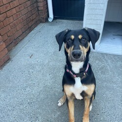 Adopt a dog:Freya/Staffordshire Bull Terrier / Dobermann/Female/10 Months,Hi there! My name is Freya, and I'm a 7-month-old pup on the lookout for my forever home. I may be young, but I've got heaps of potential and a whole lot of smarts up my furry sleeve! You see, I can be a tad fearful at times, especially when I'm in new places or meeting new people. But hey, who can blame me? The world can be a big, scary spot for a pup like me! I just need a patient family who understands that I might need a bit of time to warm up and get used to my surroundings. But fear not! Once I feel comfortable and safe, I'm as playful and energetic as they come! I love nothing more than bounding around, chasing toys, and exploring every nook and cranny of my new home. And did I mention I'm absolutely adorable? Well, if I do say so myself! Now, here's the scoop on my ideal home: I'm looking for a calm environment where I can catch some Z's and relax after all my adventures. It's important that I'm the only furry friend in the household. I need a family who can tune in to my body language and understand when I need a little space or some extra love and reassurance, this is why Id prefer an adult only household so everyone can learn to understand me. So, if you're searching for a sweet, smart, and oh-so-cute pup to join your family, look no further! I'm ready and waiting to bring joy and laughter into your life. Come meet me, and let's start our journey together! If you want to meet me, fill out the exceptional owners form   or call 0477 064 192 Recommendations: