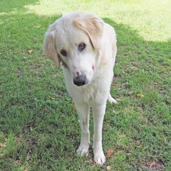 Ace/Maremma Sheepdog / Bullmastiff/Male/1 Year 10 Months,Hey there, future best friend! I’m Ace, your soon-to-be best buddy! I’m a big, lovable Maremma on the hunt for my forever home. I’m super loyal and affectionate with my family, but I might need a little time to warm up to new people. Think of me as a friendly giant who takes things slow and steady! I’m pretty smart—I already know how to sit, lie down, and shake hands. I walk nicely on a leash and love a good grooming session. While I enjoy hanging out with my humans indoors, I’ll need a spacious yard where I can stretch out and keep an eye on my territory. I’m a gentle soul, but because I can get the zoomies and I’m on the larger side, I’d do best in a home with kids over 12. A calm, quiet environment will make me the happiest. If you think you’re ready for a big, goofy buddy like me, bring the whole family and any other dogs to the shelter. Let’s take it slow and get to know each other. I’m sure we’ll be the best team! Can’t wait to meet you! Tail wags, Ace My adoption fee is $500 and I come desexed & microchipped, with my vaccinations & flea, tick and worming treatments all up to date.  ﻿If you are interested in meeting me please follow the link   to fill out the form or call 0477 064 192 to talk to our staff and book in a meet and greet.