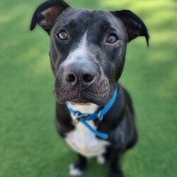 Nash/Staffordshire Bull Terrier / Australian Cattle Dog/Male/1 Year 9 Months,Good things come in three… LEGS! Meet handsome Nash! Nash's journey may have had a few bumps, but his spirit is unbreakable, and his heart is ready to love unconditionally in his new forever home. Despite his tough start, Nash is a shining example of resilience and joy, waiting for that special someone to share life's adventures. Nash thrives as the only pet in the household, where he can be the centre of attention and bask in all the love you have to offer. Nash is eager to join a family who understands his unique needs and will cherish him for the sweet, gentle soul that he is. Nash requires a patient and experienced owner who can guide him with care and understanding. Whether you have experience with special-needs dogs or are willing to learn, Nash will reward you with unwavering loyalty and affection. He needs moderate exercise to maintain his ideal weight, so short walks are his forte—think leisurely strolls rather than marathon runs! A house with minimal or no stairs is also required to help Nash move around comfortably! With Nash, you're not just adopting a dog; you're gaining a true friend and companion. His endearing spirit and loving nature will brighten your days and warm your heart. Nash's zest for life is infectious, reminding us all to embrace each moment with joy and gratitude. If you're looking to make a profound difference in a dog's life and receive boundless love in return, Nash is eagerly awaiting your embrace. Fill out an adoption application today and open your home to a furry friend who will redefine the meaning of loyalty and resilience. Nash is ready to embark on new adventures with you—don't miss out on this incredible opportunity to make him a cherished member of your family! Requirements: If you think you could be Nash's forever family, please fill out an application at  or contact the shelter directly on 0477 064 192 or email us at barc@rspcansw.org.au  