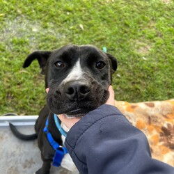 Nash/Staffordshire Bull Terrier / Australian Cattle Dog/Male/1 Year 9 Months,Good things come in three… LEGS! Meet handsome Nash! Nash's journey may have had a few bumps, but his spirit is unbreakable, and his heart is ready to love unconditionally in his new forever home. Despite his tough start, Nash is a shining example of resilience and joy, waiting for that special someone to share life's adventures. Nash thrives as the only pet in the household, where he can be the centre of attention and bask in all the love you have to offer. Nash is eager to join a family who understands his unique needs and will cherish him for the sweet, gentle soul that he is. Nash requires a patient and experienced owner who can guide him with care and understanding. Whether you have experience with special-needs dogs or are willing to learn, Nash will reward you with unwavering loyalty and affection. He needs moderate exercise to maintain his ideal weight, so short walks are his forte—think leisurely strolls rather than marathon runs! A house with minimal or no stairs is also required to help Nash move around comfortably! With Nash, you're not just adopting a dog; you're gaining a true friend and companion. His endearing spirit and loving nature will brighten your days and warm your heart. Nash's zest for life is infectious, reminding us all to embrace each moment with joy and gratitude. If you're looking to make a profound difference in a dog's life and receive boundless love in return, Nash is eagerly awaiting your embrace. Fill out an adoption application today and open your home to a furry friend who will redefine the meaning of loyalty and resilience. Nash is ready to embark on new adventures with you—don't miss out on this incredible opportunity to make him a cherished member of your family! Requirements: If you think you could be Nash's forever family, please fill out an application at  or contact the shelter directly on 0477 064 192 or email us at barc@rspcansw.org.au  