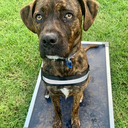 Adopt a dog:Mocha/Boxer / Mastiff/Female/1 Year 1 Month,Hi, I'm Mocha, it's so nice to meet you! I'm a sweet and gentle girl with a beautiful, goofy nature and the kindest eyes. In my previous home I was quite sheltered, so I haven't experienced much of the world yet! New sights and sounds can overwhelm me at times, but once I feel safe my loving nature really shines through! I thrive in calm, quiet environments and enjoy simple pleasures like lounging on the couch or strolling around the backyard. When the staff bring me up to the office I love to come up and lean on them for a bit of a pat. I am super sweet and just love to be around my favourite people. I would love if my family were home a bit more often like if they worked from home every now and then :). I'm looking for a patient and understanding owner who can introduce me to new experiences gradually, helping me build confidence at my own pace. With your love and consistency, I'm ready to blossom into the happy, secure dog I know I can be. My ideal home would be a quieter one with adults only or older children who can offer the patience and gentle handling I need. A secure, fenced yard would be ideal so that I can have in/outdoor access to explore at my own pace. I would also be best suited to a home with no other dogs. I can get along with other calm dogs, but high-energy animals are often too much for me. If you have a loving heart and a bit of extra patience, I could be the perfect companion for you. Please contact the shelter to meet me and start our journey together. Let's make my dream of a loving home come true! If you think you could be my new forever family, please fill out an application at   or contact the shelter directly on 0477 064 192 or email us at barc@rspcansw.org.au   RESTRICTIONS: -No children under 15 -Must be only dog -Experienced owner -Indoor/outdoor acce