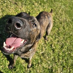 Brindle/Labrador Retriever/Male/1 Year 3 Months,Hey there, the name is Brindle.  I'm a beautiful, big boy looking for my forever home.. away from the shelter life.  I haven't had much life experience so I will need the support of my forever person to help guide me and mold me into the best boy there is!  Positive reinforcement training in the home is a good start, being rewarded for looking into the eyes of my carer will help me build a lasting bond with you. Once I start to settle in the home and get used to your daily routine then I'll be ready to start exploring the world, but slowly, 'cos like I said earlier, I haven't seen much of the world yet! Keep me busy when you're busy by providing me with lots of things to keep me occupied. I like dogs so if you already have a dog in the home, it's best if you bring them into the shelter to meet me first.  Any kids in the home have to be over the age of 15 years and confident around big dogs! My owner needs to be experienced with dogs to be able to pick up on my emotions when I'm feeling overwhelmed and need you to advocate for me!  Anyway, I really just need a chance to show you how much love I have to give! 
