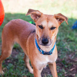 Matey/Australian Kelpie/Male/1 Year 5 Months,Hey there I am on the lookout for my very own forever home, I am a young pup who is in the need of a guardian that is willing and able to work on my ongoing training and socialisation. I have had a rough start to life, so will need a family that will take it slow and at my pace, a quiet and peaceful home is ideal for me so that I can develop a routine and settle into my new environment. Setting me up with my very own safe haven is an amazing idea so that I can retreat when I need to, providing me with enrichment items while in here will help me develop a positive association with this area. Looking into a positive reinforcement trainer in your area is a great idea as I may need some training classes in the near future to help me develop my life skills. I am a sweet pup who is just looking for a family that will give me some love and understanding and show me that life isn't too bad, I am super smart and willing to learn and will give you everything I have if you just give me some time and patience. I will need an owner home more often than not to help me settle into my new home and learn your routine. Requirements: **If you are interested is giving this wonderful pet a home please visit our website and complete an expression of interest 