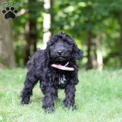 Ace/Portuguese Water Dog									Puppy/Male	/12 Weeks,Introducing a stunning, AKC Portuguese Water Dog named Ace! He has a gorgeous, black coat and the sweetest temperament that will have you attached to him in no time. This little guy is a true bundle of energy and intelligence! With his bright, alert eyes, this pup is both striking and full of personality. Portuguese Water Dogs are known to be adventurous and they generally love any water activities. They also have an affectionate side, they love to lounge and are great with kids which makes them the perfect choice for a family pet!