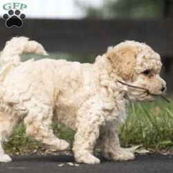 Murphy/Miniature Poodle Mix									Puppy/Male	/6 Weeks,This adorable, sweet, and playful miniature poodle mix is a heart-melter. Murphy is well-loved, family-raised indoors, enjoys children, and is excited to become the newest member of your family! He is vet-checked, all dewormings and vaccinations are up to date, plus he comes with a 30-day health guarantee. To meet this precious pup, please call or text Susie anytime.