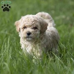 Murphy/Miniature Poodle Mix									Puppy/Male	/6 Weeks,This adorable, sweet, and playful miniature poodle mix is a heart-melter. Murphy is well-loved, family-raised indoors, enjoys children, and is excited to become the newest member of your family! He is vet-checked, all dewormings and vaccinations are up to date, plus he comes with a 30-day health guarantee. To meet this precious pup, please call or text Susie anytime.