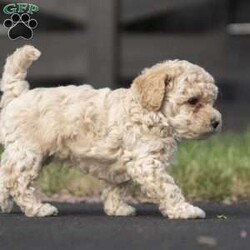 Murphy/Miniature Poodle Mix									Puppy/Male	/6 Weeks,This adorable, sweet, and playful miniature poodle mix is a heart-melter. Murphy is well-loved, family-raised indoors, enjoys children, and is excited to become the newest member of your family! He is vet-checked, all dewormings and vaccinations are up to date, plus he comes with a 30-day health guarantee. To meet this precious pup, please call or text Susie anytime.