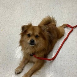 Adopt a dog:Davey/Tibetan Spaniel/Male/Adult,A Director Favorite!

Davey!

This handsome lad has been patiently waiting for his new home. He is a young, sweet, fun-filled boy who is totally devoted to his person. He's laid back but enjoys a great adventure. He has a goofy side...but when you're ready to be a couch potato - he's up for it!

We believe Davey is about 3 years old. He would do well in a home by himself or a calmer dog. He isn't a guy that is going to want to romp with another dog...and rough-housing hurts his feelings.

Davey does get nervous visiting the vet and can be opinionated ....but can you really blame him?

He is up to date on vaccinations, microchipped, neutered, and been tested for heartworm.

You may apply to adopt this boy at www.hillhounds.org
