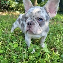 Princess/French Bulldog									Puppy/Female	/13 Weeks,She is a lilac merle very good structure imacculate blue eyes! No filter. She’s amazing. Great temperament. Loves kids.