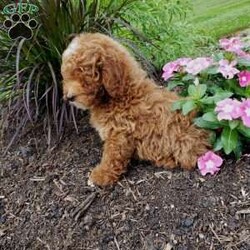 Alex/Miniature Poodle									Puppy/Male	/13 Weeks,Meet Alex a sweet miniature poodle puppy! He is played with by children daily and loves to romp and play! He can be a bit timid sometimes but like his mother he is very loyal.  His parents are 11lbs and Alex should be that size to, a great size for holding and playing with. If you are looking for a furry companion please reach out to me.