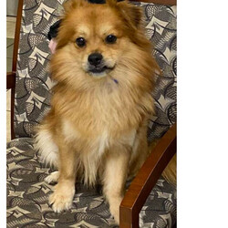 Adopt a dog:Davey/Tibetan Spaniel/Male/Adult,A Director Favorite!

Davey!

This handsome lad has been patiently waiting for his new home. He is a young, sweet, fun-filled boy who is totally devoted to his person. He's laid back but enjoys a great adventure. He has a goofy side...but when you're ready to be a couch potato - he's up for it!

We believe Davey is about 3 years old. He would do well in a home by himself or a calmer dog. He isn't a guy that is going to want to romp with another dog...and rough-housing hurts his feelings.

Davey does get nervous visiting the vet and can be opinionated ....but can you really blame him?

He is up to date on vaccinations, microchipped, neutered, and been tested for heartworm.

You may apply to adopt this boy at www.hillhounds.org