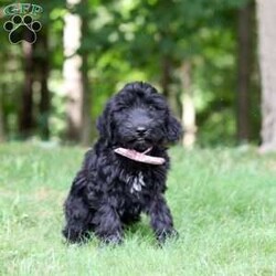 Ace/Portuguese Water Dog									Puppy/Male	/12 Weeks,Introducing a stunning, AKC Portuguese Water Dog named Ace! He has a gorgeous, black coat and the sweetest temperament that will have you attached to him in no time. This little guy is a true bundle of energy and intelligence! With his bright, alert eyes, this pup is both striking and full of personality. Portuguese Water Dogs are known to be adventurous and they generally love any water activities. They also have an affectionate side, they love to lounge and are great with kids which makes them the perfect choice for a family pet!