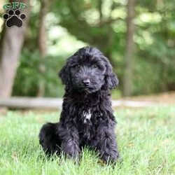 Ace/Portuguese Water Dog									Puppy/Male	/12 Weeks,Introducing a stunning, AKC Portuguese Water Dog named Ace! He has a gorgeous, black coat and the sweetest temperament that will have you attached to him in no time. This little guy is a true bundle of energy and intelligence! With his bright, alert eyes, this pup is both striking and full of personality. Portuguese Water Dogs are known to be adventurous and they generally love any water activities. They also have an affectionate side, they love to lounge and are great with kids which makes them the perfect choice for a family pet!