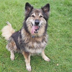 River/German Shepherd Dog (Long Stock Coat) / Siberian Husky/Female/10 Years 6 Months,Hello everyone, my name is River! Are you my retirement home? I am an older gentle girl looking for a cozy place to spend her days, I could be a great addition to a quieter more relaxed home life. I really enjoy the company of people, even just lying near them or following them around, sometimes treats are great but mostly I just want the attention and cozy spots to curl up in while you're with me. I can show some distress when I'm alone, but this can be easily managed with secure color bond fencing and someone home more often than not for the initial settling in and bonding period. I would love to go to a place where the owners have breed experience, as I am a big fluff of a German Shepherd! I think other dogs are cool, but I don't really like them in my space. I'm suited to a home with no other dogs so I can be the happiest vegemite in town. If you are an experienced owner looking for the one, pick me!! I do like to chase lizards and other wildlife, so if you have lots of critters around, I may not be suited as I like to play too rough with them! I may be shy at first, so let me take my time to warm up and get to know you before we start to adventure too far outside of the home. I need to build a special bond with my new person, so I feel safe and reassured. If you think a big squish like me could be your new forever friend, please give us a call at the shelter on 02 6651 3311 and I'll get my people to organise our first date 