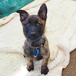 Jade/Dutch Shepherd / German Shepherd Dog/Female/5 Months,Hey, I'm Jade! I'm a gorgeous young Dutch Shepherd Puppy! I'm lively, athletic, alert and an intelligent breed, I was originally used for herding other animals! I have an independent nature; I can sometimes have a mind of my own and tend to do what I like. I have plenty of drive, and endless energy, I could run all day if I wanted! My breed thrives on ongoing training, a few quick training sessions a day to make me think and earn will be oh so beneficial for everyone involved! Because of my breed, I require an experienced owner to continue my training and for ongoing management while I grow into a big strong girl. I'm not a German Shepherd, I'm a Dutch Shepherd! I came to the shelter as a wee puppy, I was raised with my siblings, now we are all grown up and ready to go on adventures of our own. Being in foster care with other dogs has increased my confidence and now I'm ready to take on the world, I will need to go home with another canine companion that meets my energy levels for company so you can leave the house when you need, and for a play buddy to help use up some of this puppy energy! I'll keep you on your toes as I'm into everything and love making mischief! I will need consistent, ongoing, positive training to keep me out of trouble, and help me to form that vital bond with you. If you're looking for an active companion and are willing to provide me with my needs, please give the shelter a call to organize an appointment to meet me. XX Jade My Adoption Fee is $620 = desex, microchip, vaccinations, flea, tick & worming treatments