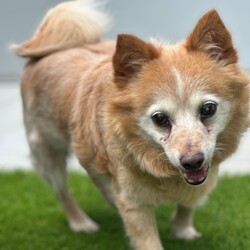 Adopt a dog:Felix/Jack Russell Terrier (Wire)/Male/12 Years 2 Months,Hey there! My name's Felix, it's nice to meet you! I'm an older gentleman who's on the lookout for my furever home. Could that be you?   In my pawfect home, my people will be home more often than not please! You see I really like my people! Once I get settled in and you provide me my safe space I will feel better about being left alone. If I'm left alone too long I tend to get a bit worried so any alone time should be built up slowly please.   I'm an older guy and I don't really show much interest in other dogs. I will usually walk past other dogs without any concerns but sometimes I will bark so it would be best if I was the only doggo please so I can comfortably enjoy my retirement.   I would like to go to a home with just adults please. I'm an older man who needs a mature household who will know to respect my space and not overwhelm me with unpredictable handling and touch. It takes me a moment to warm up to people, so I'd love an adult household where my people can understand this and will know to read my body language and know when I'm saying I've had enough. It's like the old saying – Let Sleeping Dogs Lie – I love my cosy bed because it means I can go there and just relax. I need interactions to be calm and predictable as sometimes I can be frightened when things happen that I am not prepared for. Having poor eyesight doesn’t stop me enjoying time outside exercising, and I still love going for walks in familiar areas. My vets have plans to remove my cataracts to help me regain some more sight, but I will need to settle into my new home first and then have the surgery done after a month or two. This will help me get to know my new family first and allow for a much smoother recovery period. The cost of the surgery will be covered by RSPCA as part of my adoption agreement and my vets can talk to you about the process if you are interested in meeting me.   My new home will need to be located within the Sydney region to allow for vet visits at RSPCA Veterinary Hospital.  