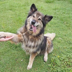 River/German Shepherd Dog (Long Stock Coat) / Siberian Husky/Female/10 Years 6 Months,Hello everyone, my name is River! Are you my retirement home? I am an older gentle girl looking for a cozy place to spend her days, I could be a great addition to a quieter more relaxed home life. I really enjoy the company of people, even just lying near them or following them around, sometimes treats are great but mostly I just want the attention and cozy spots to curl up in while you're with me. I can show some distress when I'm alone, but this can be easily managed with secure color bond fencing and someone home more often than not for the initial settling in and bonding period. I would love to go to a place where the owners have breed experience, as I am a big fluff of a German Shepherd! I think other dogs are cool, but I don't really like them in my space. I'm suited to a home with no other dogs so I can be the happiest vegemite in town. If you are an experienced owner looking for the one, pick me!! I do like to chase lizards and other wildlife, so if you have lots of critters around, I may not be suited as I like to play too rough with them! I may be shy at first, so let me take my time to warm up and get to know you before we start to adventure too far outside of the home. I need to build a special bond with my new person, so I feel safe and reassured. If you think a big squish like me could be your new forever friend, please give us a call at the shelter on 02 6651 3311 and I'll get my people to organise our first date 