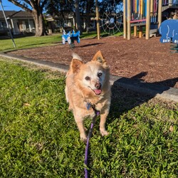 Adopt a dog:Felix/Jack Russell Terrier (Wire)/Male/12 Years 2 Months,Hey there! My name's Felix, it's nice to meet you! I'm an older gentleman who's on the lookout for my furever home. Could that be you?   In my pawfect home, my people will be home more often than not please! You see I really like my people! Once I get settled in and you provide me my safe space I will feel better about being left alone. If I'm left alone too long I tend to get a bit worried so any alone time should be built up slowly please.   I'm an older guy and I don't really show much interest in other dogs. I will usually walk past other dogs without any concerns but sometimes I will bark so it would be best if I was the only doggo please so I can comfortably enjoy my retirement.   I would like to go to a home with just adults please. I'm an older man who needs a mature household who will know to respect my space and not overwhelm me with unpredictable handling and touch. It takes me a moment to warm up to people, so I'd love an adult household where my people can understand this and will know to read my body language and know when I'm saying I've had enough. It's like the old saying – Let Sleeping Dogs Lie – I love my cosy bed because it means I can go there and just relax. I need interactions to be calm and predictable as sometimes I can be frightened when things happen that I am not prepared for. Having poor eyesight doesn’t stop me enjoying time outside exercising, and I still love going for walks in familiar areas. My vets have plans to remove my cataracts to help me regain some more sight, but I will need to settle into my new home first and then have the surgery done after a month or two. This will help me get to know my new family first and allow for a much smoother recovery period. The cost of the surgery will be covered by RSPCA as part of my adoption agreement and my vets can talk to you about the process if you are interested in meeting me.   My new home will need to be located within the Sydney region to allow for vet visits at RSPCA Veterinary Hospital.  