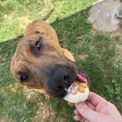 Adopt a dog:Sebastian/Staffordshire Bull Terrier / Staffordshire Bull Terrier/Male/1 Year 11 Months,Hi there! My name is Sebastian, thanks for stopping by to read a bit about me! I am looking for my forever home with someone who will take me on fun adventures somewhere away from the hustle and bustle. I love MY people so much, but busy places with lots of unfamiliar people around can overwhelm me a bit. I much prefer to hang out somewhere quieter where it is just us and maybe a few of my doggie friends! But with a family who are willing to guide me through with patience and reassure me that I am okay around strangers, I promise to try and overcome this. ﻿I can be a bit boisterous when I get excited! I have lots of energy so would love a household that is active and enjoy the fresh air, and that will of course include me in family activities. Because I love to run around and be a bit of a goof sometimes, it is best I go home with people older than 15.  I have previously come from a home with other doggos so if you have another confident, social dog, that's great! You will need to bring your dog to meet me as well because it's important we all get along! If I am to be your only dog, that's OK too though – I will enjoy your company! I can go on and on about me but it would be way more fun to come and meet me so I can tell you my story in person! So what are you waiting for?! It's my mission in life to love you with my whole heart for the rest of my life, If all that sounds perfect? please contact the amazing RSPCA team to arrange a meet with me! Love Sebastian xx