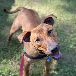 Adopt a dog:Sebastian/Staffordshire Bull Terrier / Staffordshire Bull Terrier/Male/1 Year 11 Months,Hi there! My name is Sebastian, thanks for stopping by to read a bit about me! I am looking for my forever home with someone who will take me on fun adventures somewhere away from the hustle and bustle. I love MY people so much, but busy places with lots of unfamiliar people around can overwhelm me a bit. I much prefer to hang out somewhere quieter where it is just us and maybe a few of my doggie friends! But with a family who are willing to guide me through with patience and reassure me that I am okay around strangers, I promise to try and overcome this. ﻿I can be a bit boisterous when I get excited! I have lots of energy so would love a household that is active and enjoy the fresh air, and that will of course include me in family activities. Because I love to run around and be a bit of a goof sometimes, it is best I go home with people older than 15.  I have previously come from a home with other doggos so if you have another confident, social dog, that's great! You will need to bring your dog to meet me as well because it's important we all get along! If I am to be your only dog, that's OK too though – I will enjoy your company! I can go on and on about me but it would be way more fun to come and meet me so I can tell you my story in person! So what are you waiting for?! It's my mission in life to love you with my whole heart for the rest of my life, If all that sounds perfect? please contact the amazing RSPCA team to arrange a meet with me! Love Sebastian xx