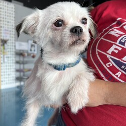 Adopt a dog:Cuchi/Brussels Griffon/Male/Adult,Hello! I’m Cuchi, a 6-year-old Brussels Griffon and Maltese mix with a zest for life. I’m full of energy and love to play, especially when it comes to chasing squeaky toys and having a blast. But don’t let my playful side fool you—I also enjoy relaxing and winding down during calm evenings.

I might be a bit shy at first, but once I trust you, I’ll be your devoted friend, ready to follow you to the moon and back. I thrive in a home where I can have a mix of fun playtime, loving attention, and peaceful moments. I would love to be a lap dog.

If you’re looking for a sweet and playful companion who’ll bring joy and loyalty into your life, I’d be delighted to be by your side. Let’s enjoy all the adventures and quiet moments together! ??