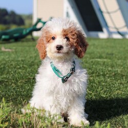 Niles/Mini Goldendoodle									Puppy/Male	/13 Weeks,Meet Niles, the gorgeous Mini Goldendoodle! He is the perfect blend of Poodle and Goldendoodle puppy, with soft curls that bounce with every step he takes. His twinkling eyes mirror the mischief he gets into, and his little tail never stops wagging, spreading joy wherever he goes. With his endearing puppy eyes and a penchant for cuddles, he loves playtime and learning new tricks to impress his favorite humans. With this little one around, every day is a new adventure filled with puppy love and endless tail wags!