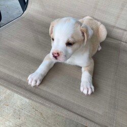 Adopt a dog:Paulie/Yellow Labrador Retriever/Male/Baby,Paulie is up for pre- adoption in TX only!

Meet Paulie, a resilient 6-week-old male puppy with a heartwarming story. Paulie and his seven siblings were found in a box on the side of the road when they were just a week old. Thanks to dedicated bottle-feeding, these little fighters have grown into happy and healthy puppies. While we can't be sure of Paulie's breed, we're guessing he's a mix of Husky, Shepherd, and Lab, and he'll likely grow to be a mid-sized dog around 45-50 pounds. Paulie is now ready to find his forever home where he can continue to thrive!

To see more pictures and videos, copy and paste this link. 
To apply directly for Paulie click the 