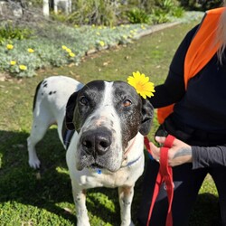 Avril/Great Dane/Female/9 Years 5 Months,Hi everyone, my name is Avril and I am a sweet gentle older gal who has been in the shelter environment for a while now and I am super excited to finally be able to meet my new potential forever family that are able to show me the world and teach me what love and security feels like. I will need a quiet and peaceful home where I can spent my days soaking up your attention and sleeping the day away, my new home will need to have minimal visitors and foot traffic as I am a nervous girl. I love to explore yards and sniff the grass, I even enjoy a nice roll in the grass every now and then. I am an easy going girl and once I form a relationship with you you become my world. I will need an adult only home as young ones are too unpredictable for me and their fast movements can startle me. My ideal home would be where I am the only dog, I tend to avoid dogs as they make me uncomfortable and I look to my person for support and guidance. We would need to avoid off leash areas as I would not enjoy any young boisterous dogs running up and attempting to play with me. I would prefer a nice quiet walk and then going home to nap and cuddle with my humans. If you are interested in giving this wonderful pet a home, please CLICK HERE to visit our website and complete an expression of interest. Requirements: 