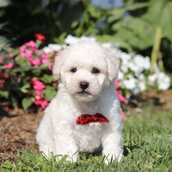 Gem/Bichon Frise									Puppy/Male	/8 Weeks,Meet Gem, an AKC Bichon puppy who’s as charming as can be! With his snow white, fluffy coat and sparkling eyes, Gem is a little bundle of joy. He has a playful spirit but he also loves to cuddle, he makes the best side-kick and snuggle buddy. This breed is known for their lively and playful nature, they also tend to be very smart and eager to please which makes the training process relatively easy. This little guy has a happy energy that’s contagious, he knows how to brighten any ordinary day!