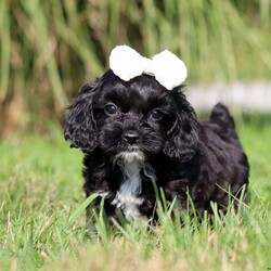 Pansey/Cockapoo									Puppy/Female	/7 Weeks,Pansey is the sweetest baby Cockapoo around! With her expressive face and twinkling puppy dog eyes she is used to getting her way:) This little sweetheart has us all wrapped around her little paw. A soft, silky coat and rambunctious personality are just a few of her winning qualities. Highly trainable, focused, and extremely adorable, the Cockapoo was built for family life. If you are looking for a dog that will keep up with the fast-paced and ever-changing schedule of a family with kids, this is the perfect match. We socialize our pups from the moment they are born so that they join new homes with a confident and adaptable demeanor. These pups are mellow and even tempered.