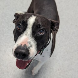 Mishka/Border Collie / Staffordshire Bull Terrier/Female/3 Years 1 Month,Hey there, I'm Mishka! I'm an adult girl on the hunt for my new forever home. Life hasn't always been easy for me, but I'm working hard to overcome my fears and embrace the world around me. I've grown so much in confidence during my shelter stay, I was lucky enough to go out into Foster Care where I went to the beach and made lots of new friends, people and other dogs! I have some really nice skills; the staff think I'm awfully smart (and pretty) I do my best to make their days easy and wait patiently until it's my turn for some fun. My ideal home will have an awesome family for me to love, plenty of things to sniff, some sun to roll around in, and perhaps a few nights in front of the TV when it gets super cold! So, are you ready to welcome a sweet, smart, and eager-to-learn girl like me into your life? With your love and support, I know I'll thrive and become the best companion you could ever ask for. Let's embark on this journey together—I promise it'll be a paw-some adventure filled with love, laughter, and endless cuddles. My adoption fee is $500 and I come desexed & microchipped, with my vaccinations, flea, tick & worming treatments all up to date. If you think I'm the sweet sweet girl you've been looking for, please give the Coffs Harbour shelter a call to organise a time for me to come back from foster care to meet you! XX Mishka