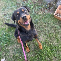 Ryder/Rottweiler/Male/6 Years 5 Months,Hello I'm Ryder, a fun-loving, entertaining & loyal boy looking for my forever home. I've been learning lots of new stuff here in shelter like impulse control, good manners & how to walk nicely on leash. I like quiet, sniffy walks, however you need to be aware that I am a strong boy so if I see something I want to approach when we're are walking, you're in for a good arm workout! My ideal life includes lots of yummy treats, kongs, lickimats and food puzzles, long quiet sniffy walks, soft toys, access indoors & outdoors (so I can hang out with you) and naps (preferably next to you). My favourite room is the kitchen because….. well food. I love food! Sometimes, when my shelter friends leave the door open a bit long I help to clean out the fridge. Especially chicken – I'm the best at cleaning up chicken. If I'm honest I feel this skill of mine is not fully appreciated 