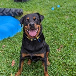 Ryder/Rottweiler/Male/6 Years 5 Months,Hello I'm Ryder, a fun-loving, entertaining & loyal boy looking for my forever home. I've been learning lots of new stuff here in shelter like impulse control, good manners & how to walk nicely on leash. I like quiet, sniffy walks, however you need to be aware that I am a strong boy so if I see something I want to approach when we're are walking, you're in for a good arm workout! My ideal life includes lots of yummy treats, kongs, lickimats and food puzzles, long quiet sniffy walks, soft toys, access indoors & outdoors (so I can hang out with you) and naps (preferably next to you). My favourite room is the kitchen because….. well food. I love food! Sometimes, when my shelter friends leave the door open a bit long I help to clean out the fridge. Especially chicken – I'm the best at cleaning up chicken. If I'm honest I feel this skill of mine is not fully appreciated 