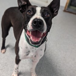 Mishka/Border Collie / Staffordshire Bull Terrier/Female/3 Years 1 Month,Hey there, I'm Mishka! I'm an adult girl on the hunt for my new forever home. Life hasn't always been easy for me, but I'm working hard to overcome my fears and embrace the world around me. I've grown so much in confidence during my shelter stay, I was lucky enough to go out into Foster Care where I went to the beach and made lots of new friends, people and other dogs! I have some really nice skills; the staff think I'm awfully smart (and pretty) I do my best to make their days easy and wait patiently until it's my turn for some fun. My ideal home will have an awesome family for me to love, plenty of things to sniff, some sun to roll around in, and perhaps a few nights in front of the TV when it gets super cold! So, are you ready to welcome a sweet, smart, and eager-to-learn girl like me into your life? With your love and support, I know I'll thrive and become the best companion you could ever ask for. Let's embark on this journey together—I promise it'll be a paw-some adventure filled with love, laughter, and endless cuddles. My adoption fee is $500 and I come desexed & microchipped, with my vaccinations, flea, tick & worming treatments all up to date. If you think I'm the sweet sweet girl you've been looking for, please give the Coffs Harbour shelter a call to organise a time for me to come back from foster care to meet you! XX Mishka