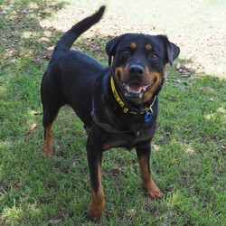 Ryder/Rottweiler/Male/6 Years 5 Months,Hello I'm Ryder, a fun-loving, entertaining & loyal boy looking for my forever home. I've been learning lots of new stuff here in shelter like impulse control, good manners & how to walk nicely on leash. I like quiet, sniffy walks, however you need to be aware that I am a strong boy so if I see something I want to approach when we're are walking, you're in for a good arm workout! My ideal life includes lots of yummy treats, kongs, lickimats and food puzzles, long quiet sniffy walks, soft toys, access indoors & outdoors (so I can hang out with you) and naps (preferably next to you). My favourite room is the kitchen because….. well food. I love food! Sometimes, when my shelter friends leave the door open a bit long I help to clean out the fridge. Especially chicken – I'm the best at cleaning up chicken. If I'm honest I feel this skill of mine is not fully appreciated 