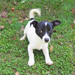 Cinnamon/Jack Russell Terrier (Smooth)/Female/4 Months,They say sugar & spice are all things nice but actually it's ALL about Cinnamon! Hi there, let me introduce myself: I'm Cinnamon. My siblings & I came to the Coffs shelter to start a new better life. Since I was so small I was able to go out into Foster Care. My Foster Carer has 2x Female dogs just like me & a Male cat who I thought was the bees knees – I'm not sure he felt the same way! This is what my Foster Carer said about me: If her zoomies done bring a smile to your face then her tricked out ear will. Cinnamon's a blast of a puppy, full of spun Very curious of new environments. Has great self play skills. LOVES her food! Is crate trained but still working on potty skills. She snores at night, which is just too cute to listen too. ALWAYS has something to say when you get home from work, a real chatty kathy! Respectful of my cat & 2 pocket rockets. My adoption fee is $620 & I come desexed & microchipped, with my vaccinations, flea, tick & worming treatments all started