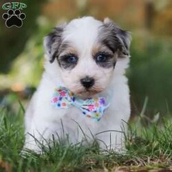 Onyx/Havapoo									Puppy/Male	/7 Weeks,Meet the most charming little puppy named Onyx a Havapoo puppy that’s sure to steal your heart! This little guy is a mix of Havanese and Poodle known for their small size, this makes Onyx the perfect cuddle buddy who fits right into your arms or a cozy spot on the couch. Havapoos are celebrated for their loving and affectionate nature, always ready to shower you with cuddles and kisses. With his hypoallergenic, curly coat, he’s not only adorable but also a great choice for families with allergies. This little guy is playful, intelligent, and eager to be your loyal companion, bringing endless joy and warmth into your home!