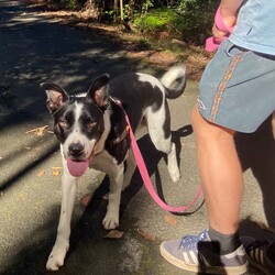 Dozer/Border Collie/Male/4 Years 3 Months,Greetings dear humans! Are you looking for the goodest boy ever? Well stop looking because HERE I AM. My name is Dozer, I'm a gentle natured boy who just wants to live the good life with awesome people. I've had my share of bad experiences, it's only up from here! I came in quite skinny and lost, so the staff have taken great care of me and now I'm in top shape. I'm quite dog social and love going on walks down to the beach, I also enjoy a good lazy day on the couch!  I have some amazing solid skills, I'm gentle and never jump up, I'm toilet trained and just a delight to have around. I walk really well on a lead and just love hanging out with the shelter staff and volunteers. I've been lucky enough to spend some time on Foster Care with a large female dog, I loved going for walks at the jetty in the sun and being social! If you think the goodest boy could be your best boy forever, give the staff a call to arrange a date for me to come back from foster care! XX Dozer My adoption fee is: $500 which includes = desex, vaccination, microchip with flea and tick treatment