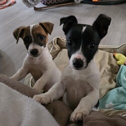 Sweet Pea/Jack Russell Terrier (Smooth)/Female/4 Months,Don't let my name fool you – I'm actually a real little spunk! My siblings & I came to the Coffs shelter to start a new better life. Since I was so small I was able to go out into Foster Care. My Foster Carer has 2x DXFemale doggos just like me & a DXMale cat who was the bees knees – I'm not sure he felt the same way! This is what my Foster carer said about me: Sweet Pea is an affectionate little puppy who thrives on contact.  She has great self play skills and can source out a dropped snippet of food breaking the sound barrier with speed the speed of light in the process.  LOVES her food! She's crate trained but we're still working on toilet training. Can be a little anxious at times and alarm barks at incidental things – doesn't help 1 of my pocket rockets likes to 