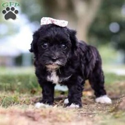 Jewel/Havapoo									Puppy/Female	/8 Weeks,Jewel’s personality is just as enchanting as her appearance. Jewel is an adorable little Havapoo baby. She’s a little social butterfly, always eager to meet new people and make new friends. Whether she’s playfully bouncing around the room with her tail wagging or snuggling up close for a cozy nap, Jewel’s affectionate nature will melt your heart. She’s the perfect companion for both playful adventures and quiet moments of relaxation.